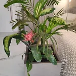 Appartement Mini Paradise *