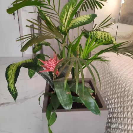 Lejlighed Mini Paradise *