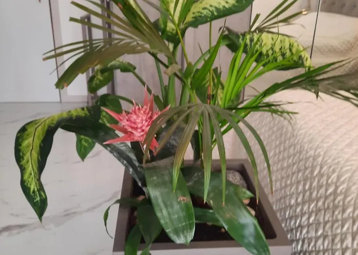 Lejlighed Mini Paradise *